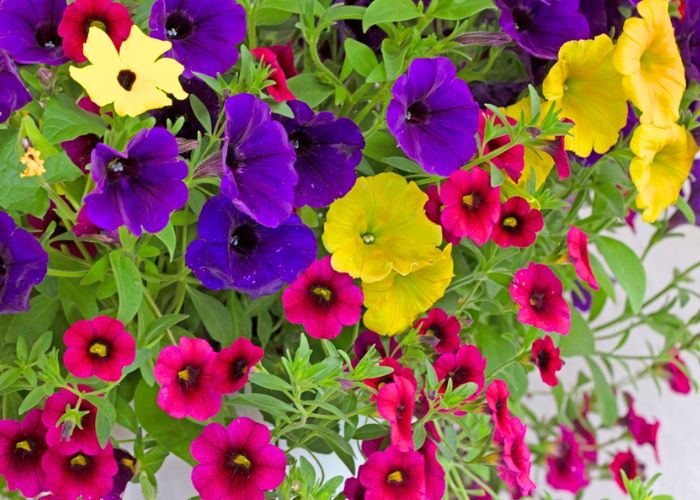 những mẫu hoa treo tường đẹp