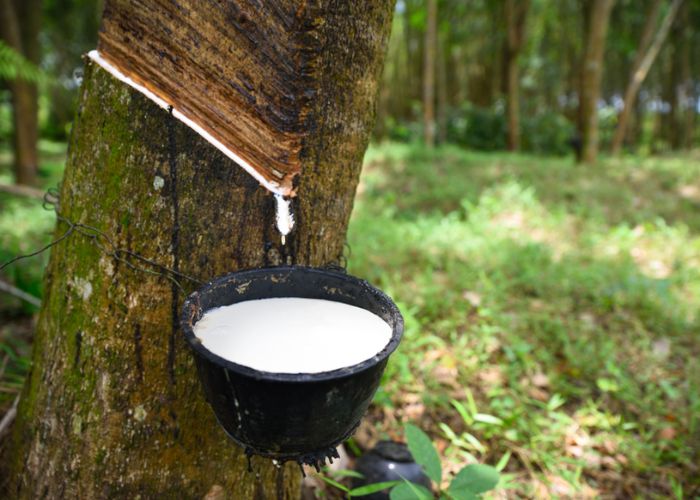 nệm cao su thiên nhiên kháng khuẩn