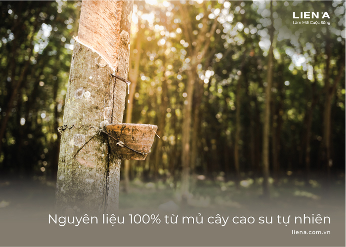 mủ cao su tự nhiên