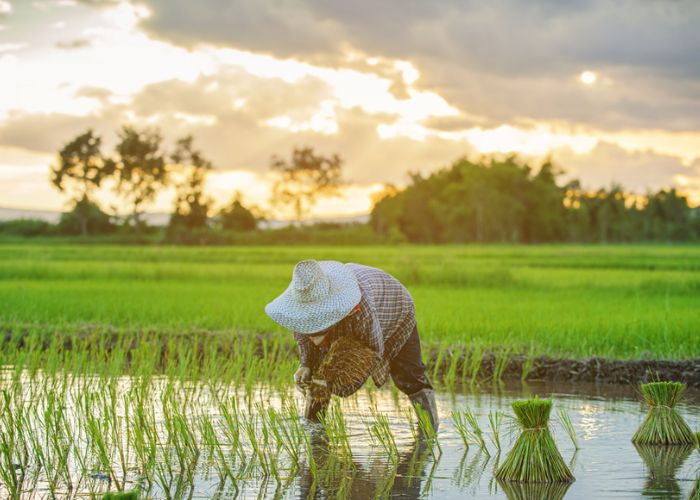 ngày hội nông dân việt nam tháng 10