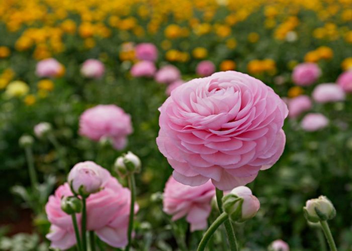 hoa mao lương ý nghĩa