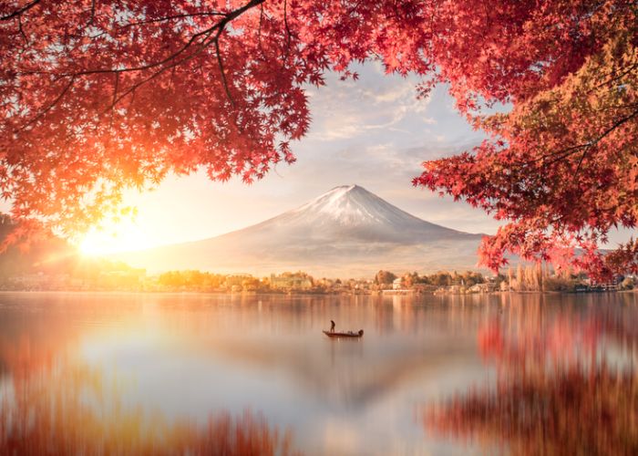 hoa anh đào nhật bản