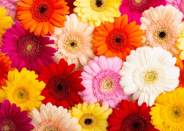 bông đồng tiền