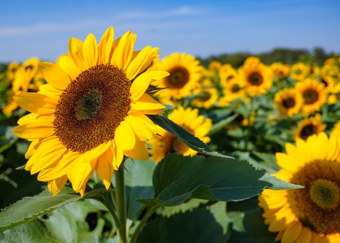 cây hoa hướng dương