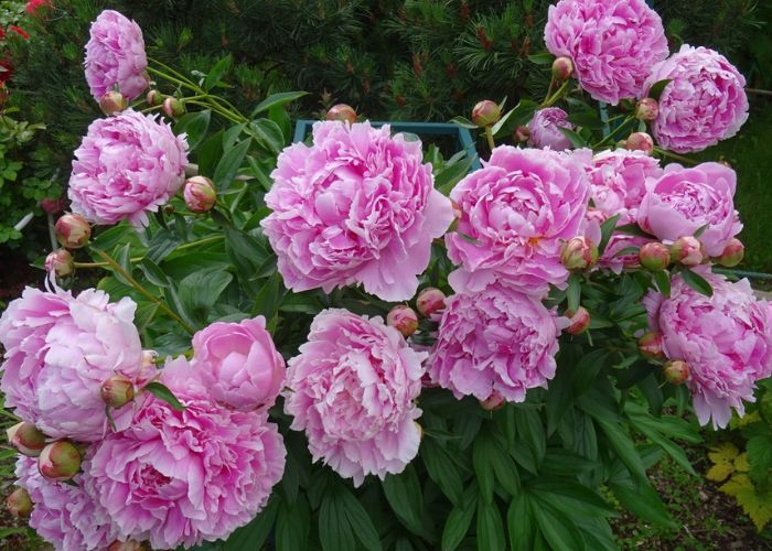 hoa mẫu đơn đỏ