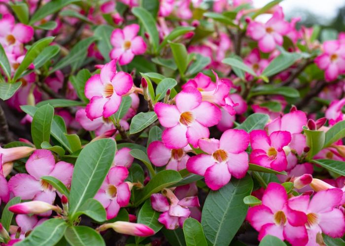 nguồn gốc hoa sứ