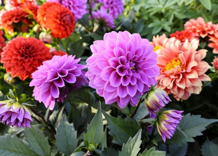 cây thược dược