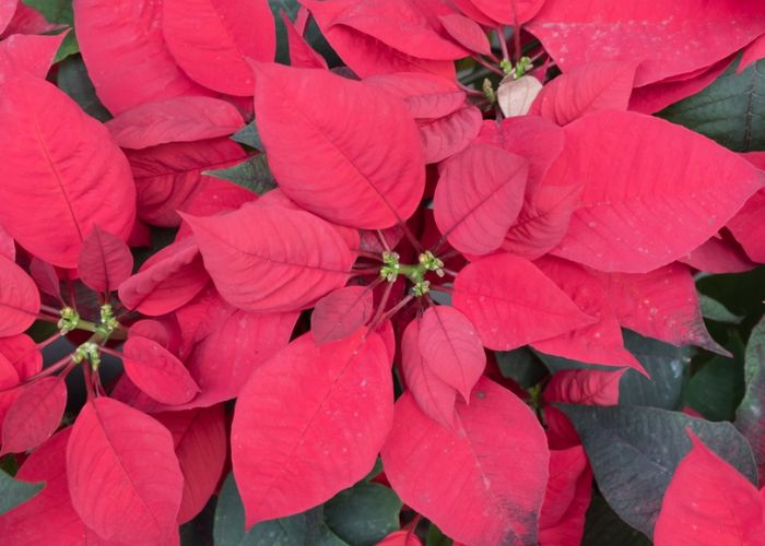 cây trạng nguyên