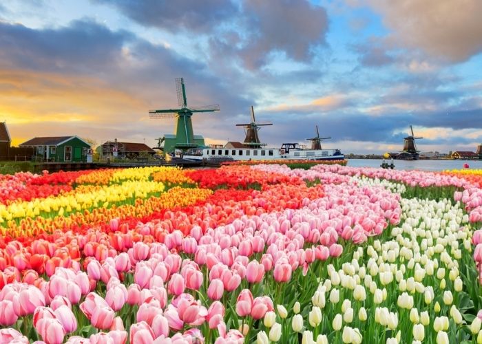 hoa tulip còn có tên gọi khác là gì