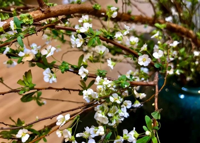 hoa tuyết mai đỏ