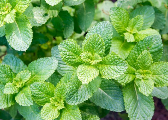 màu xanh mint pastel