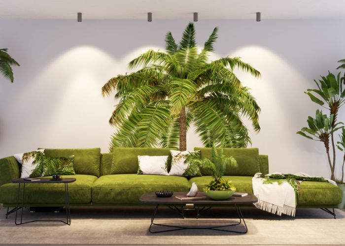 tropical là gì