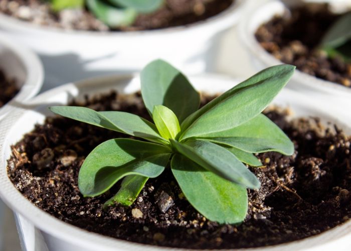 hoa cát tường trắng