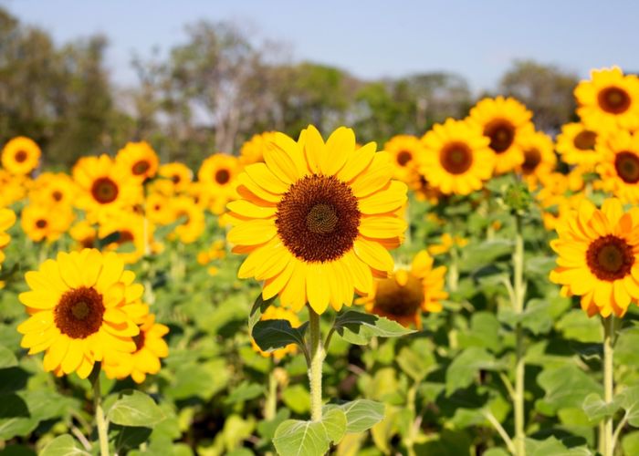 phương pháp trồng hoa hướng dương