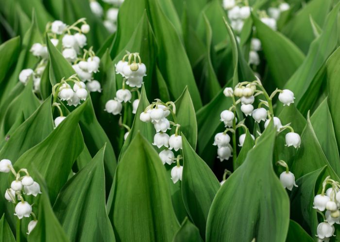 ý nghĩa của hoa linh lan trắng