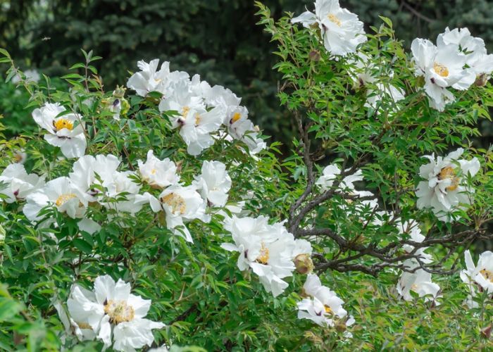 hoa mẫu đơn tươi