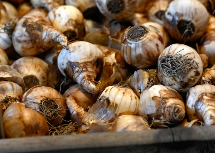 ý nghĩa hoa thủy tiên