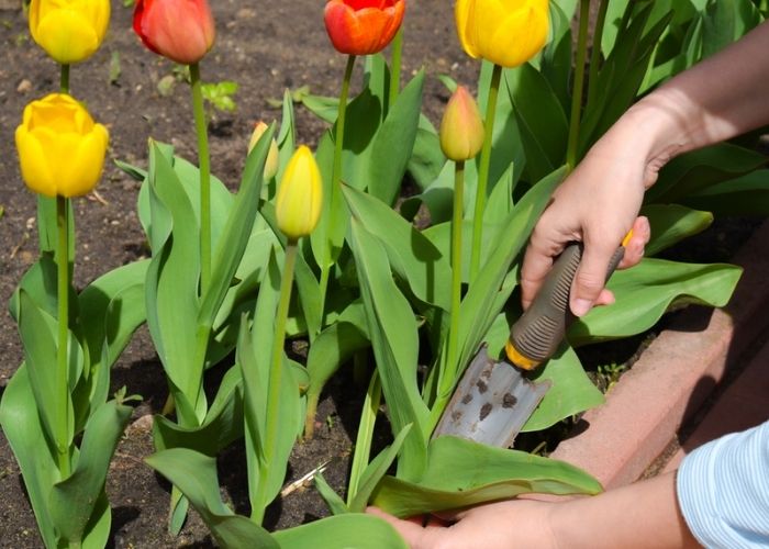 phương pháp trồng hoa tulip