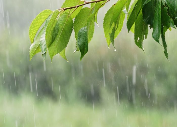 câu nói hay về mưa