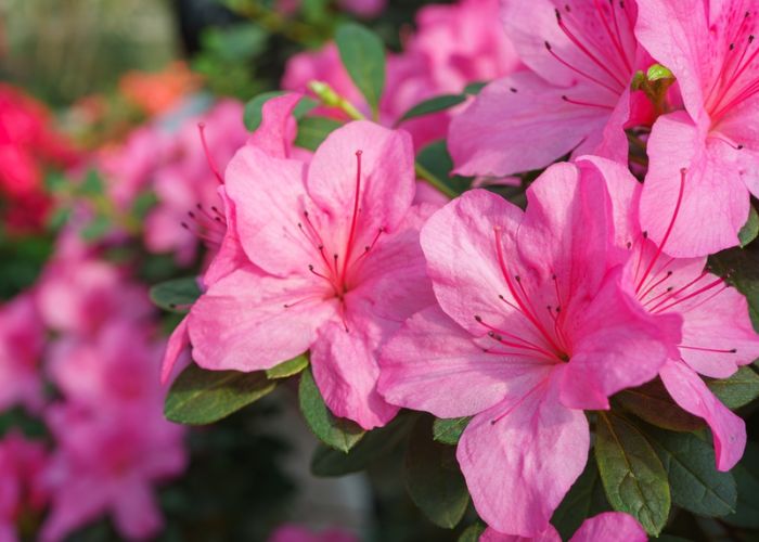 cây hoa đỗ quyên