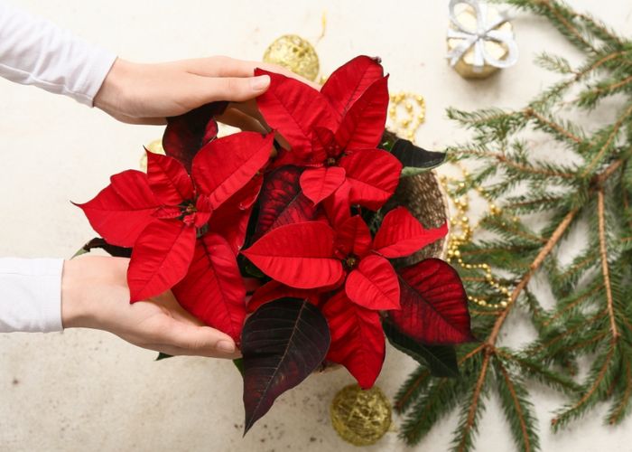 cây trạng nguyên đỏ