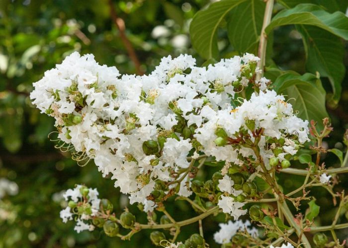 cây hoa tường vi