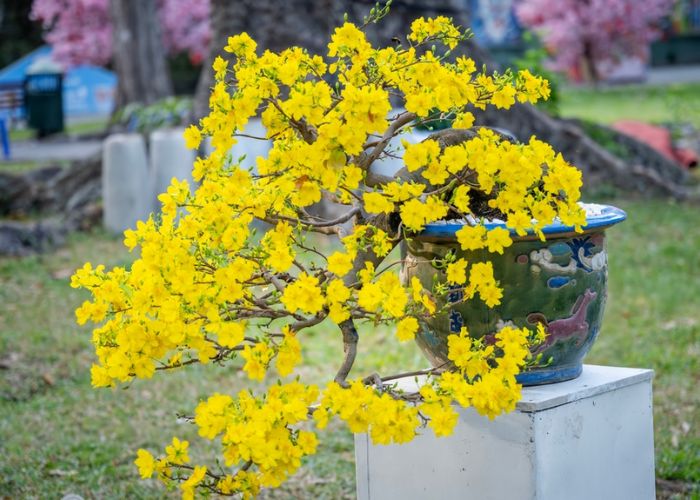 tiêu chí chọn hoa mai