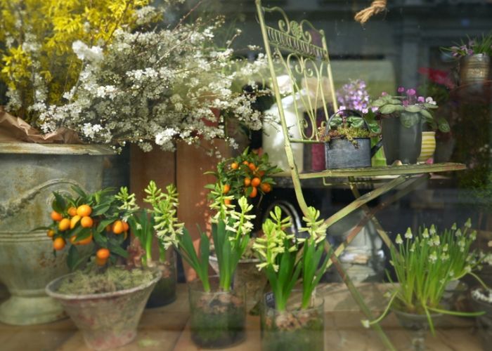 trồng cây hạn chế phòng ngủ hầm bí
