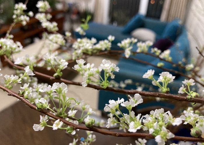 hoa tuyết mai trắng