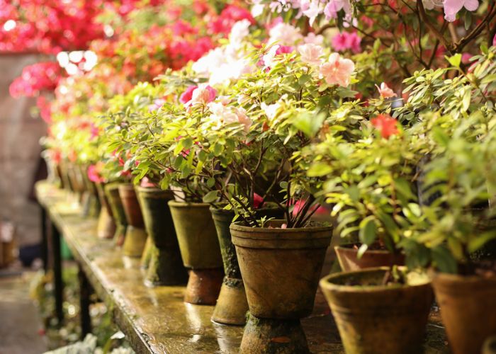 ý nghĩa hoa đỗ quyên