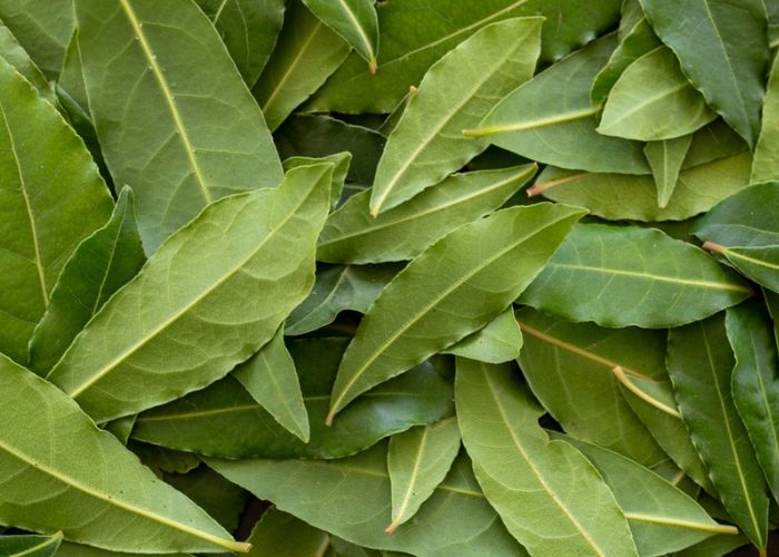 hoa nguyệt quế trắng