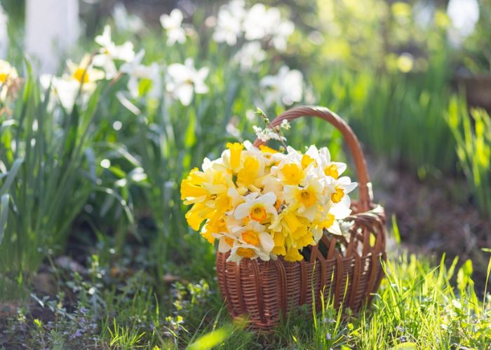 hoa thủy tiên nước