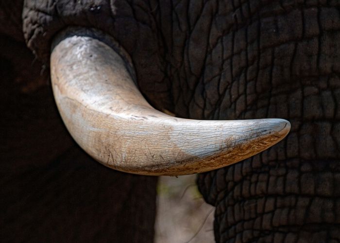 màu ivory là màu gì