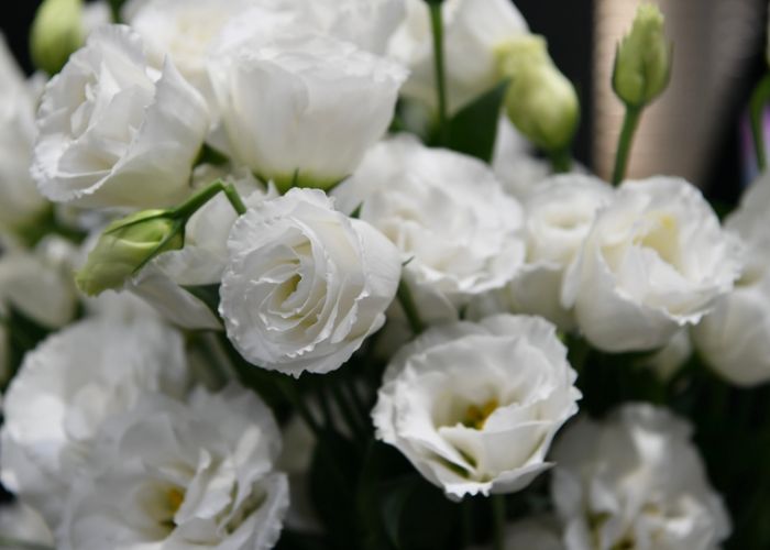 ý nghĩa hoa cát tường