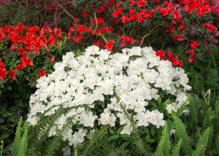 hoa đỗ quyên đỏ