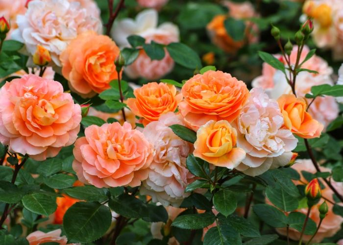 ý nghĩa hoa hồng cam