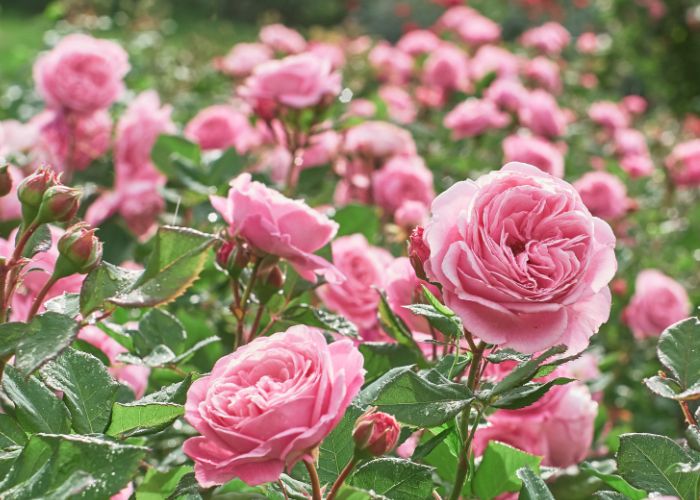 thuyết minh về hoa hồng