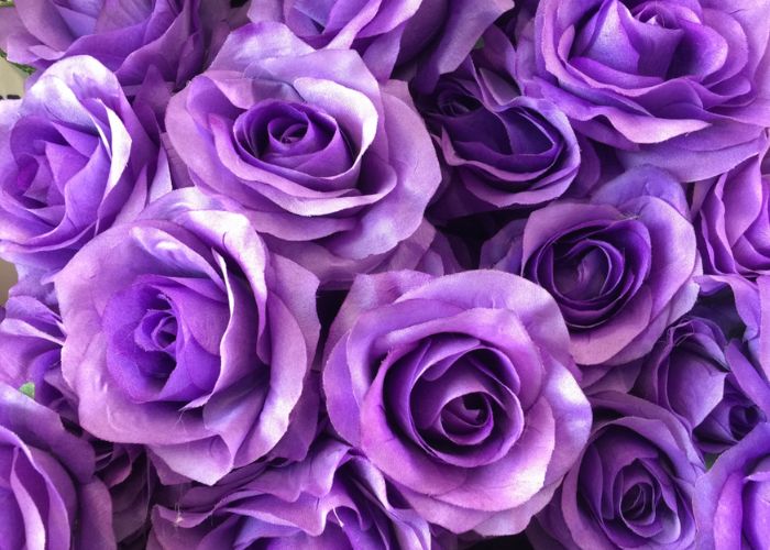 ý nghĩa hoa hồng tím