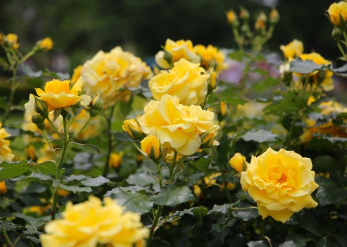 ý nghĩa hoa hồng vàng