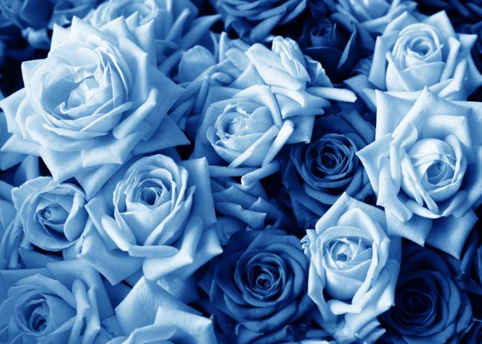 ý nghĩa hoa hồng xanh dương