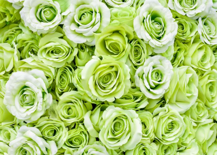 ý nghĩa hoa hồng xanh lá