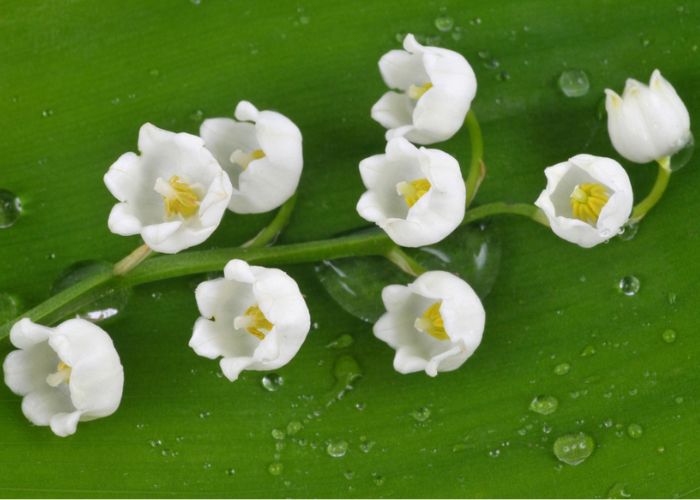 ý nghĩa của hoa linh lan