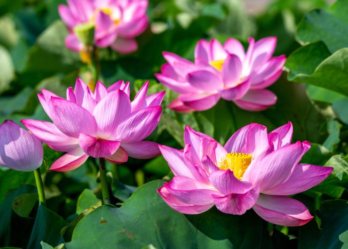 ý nghĩa của hoa sen