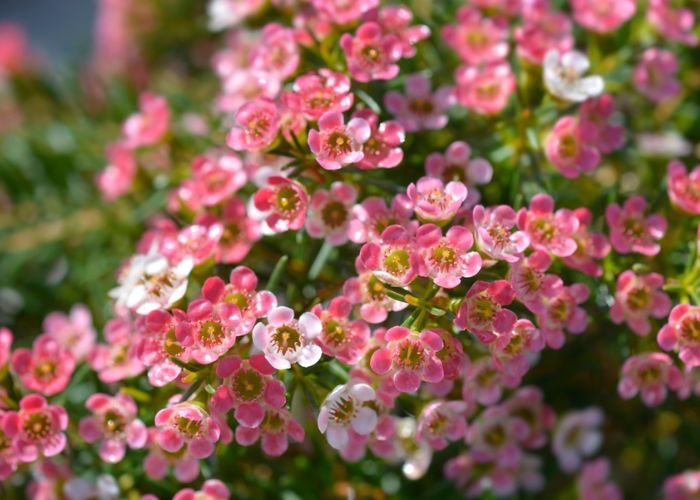 ý nghĩa hoa thanh liễu