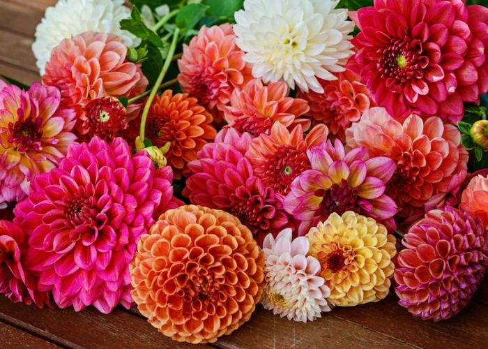 thược dược đỏ