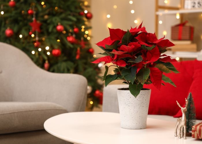 cây hoa trạng nguyên