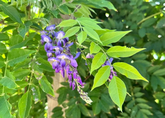 hoa tử đằng có ý nghĩa gì