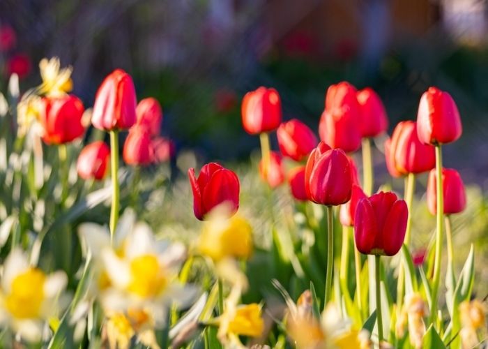 ý nghĩa hoa tulip đỏ