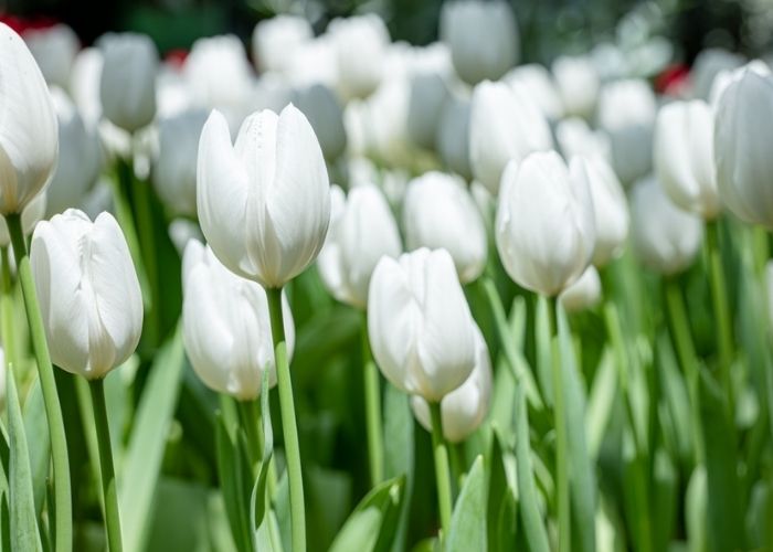 ý nghĩa hoa tulip trắng