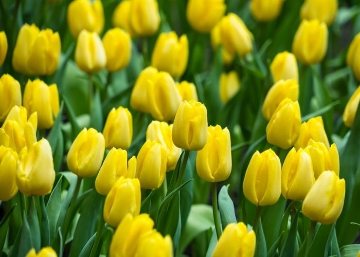 ý nghĩa của hoa tulip